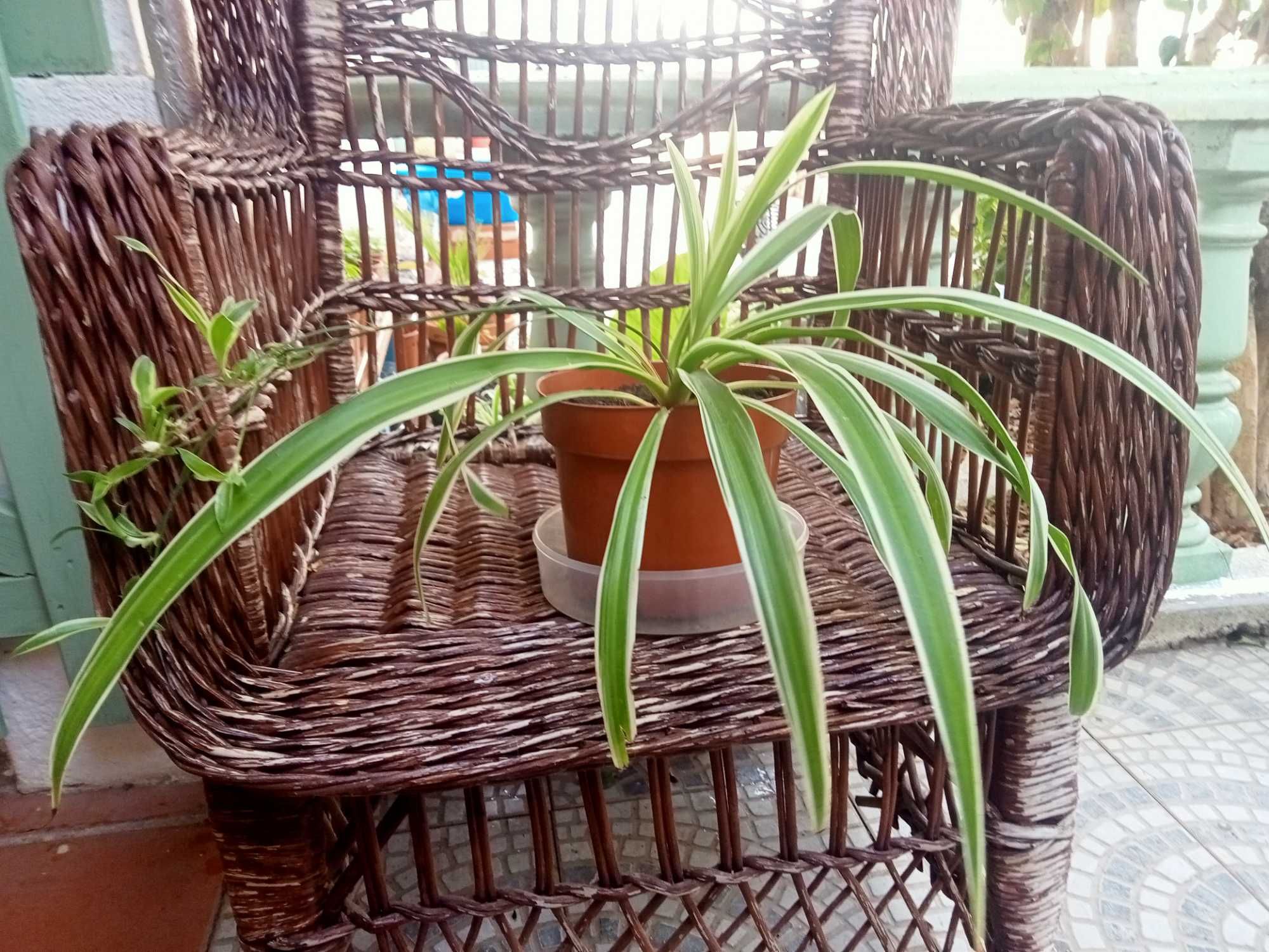 Clorofito - Clorophytum comosum