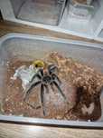 Lasiodora Parahybana samiec