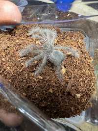 Theraphosa blondi L2 ptasznik goliat