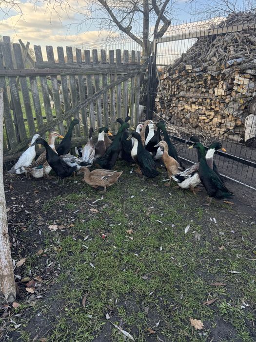 Biegus staropolska kaczor kaczka para