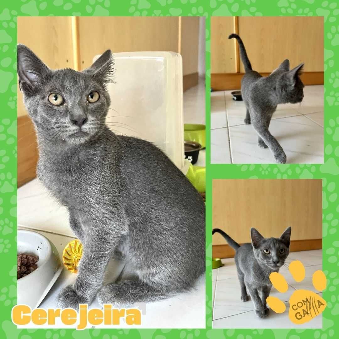 Gatinhos para adoção - Adoção Conjunta