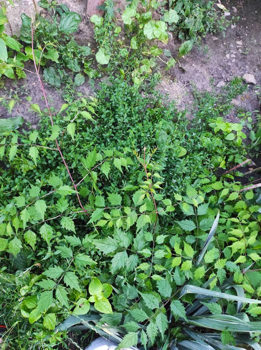 Кампсис ліана трубкоцвіт