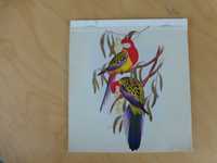 Niemiecki kalendarz pocztówkowy z ptakami 1993