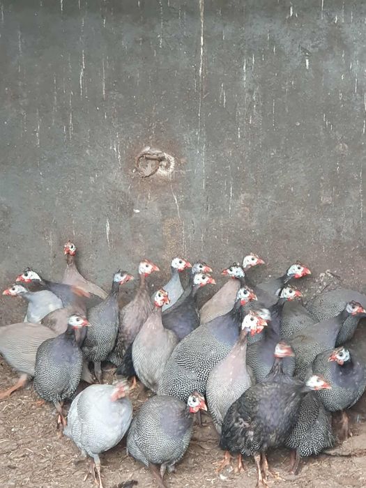 Perliki perlice perliczki