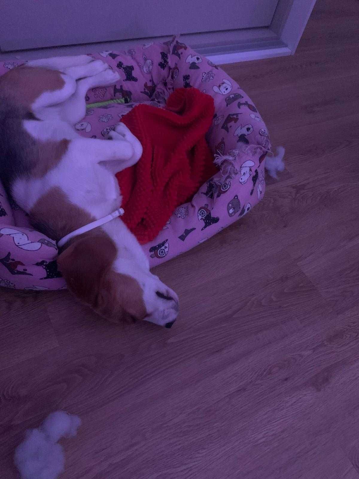 Procura-se um novo lar para a Kika – Beagle de 9 meses!