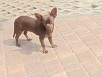 Chihuahua piesek