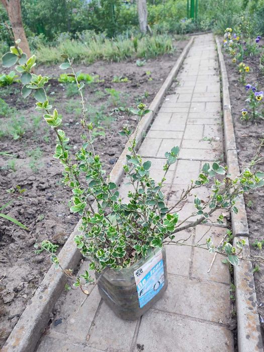 бересклет     кущ