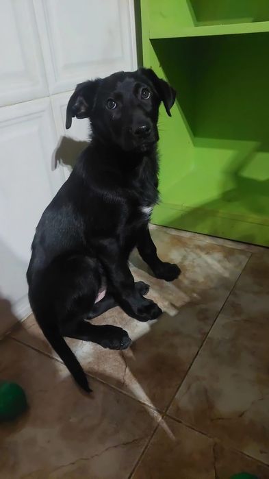 Bebés para adoção responsável (macho e fêmea)