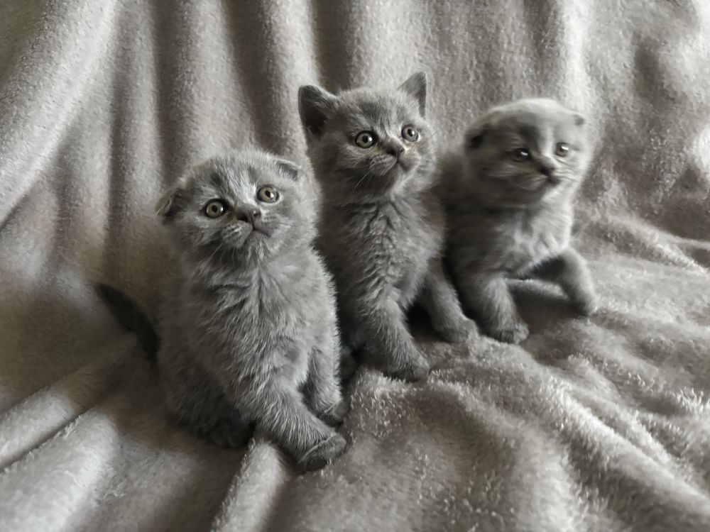 Кошенята шотландські висловухі, прямовухі Scottish Fold та Straight