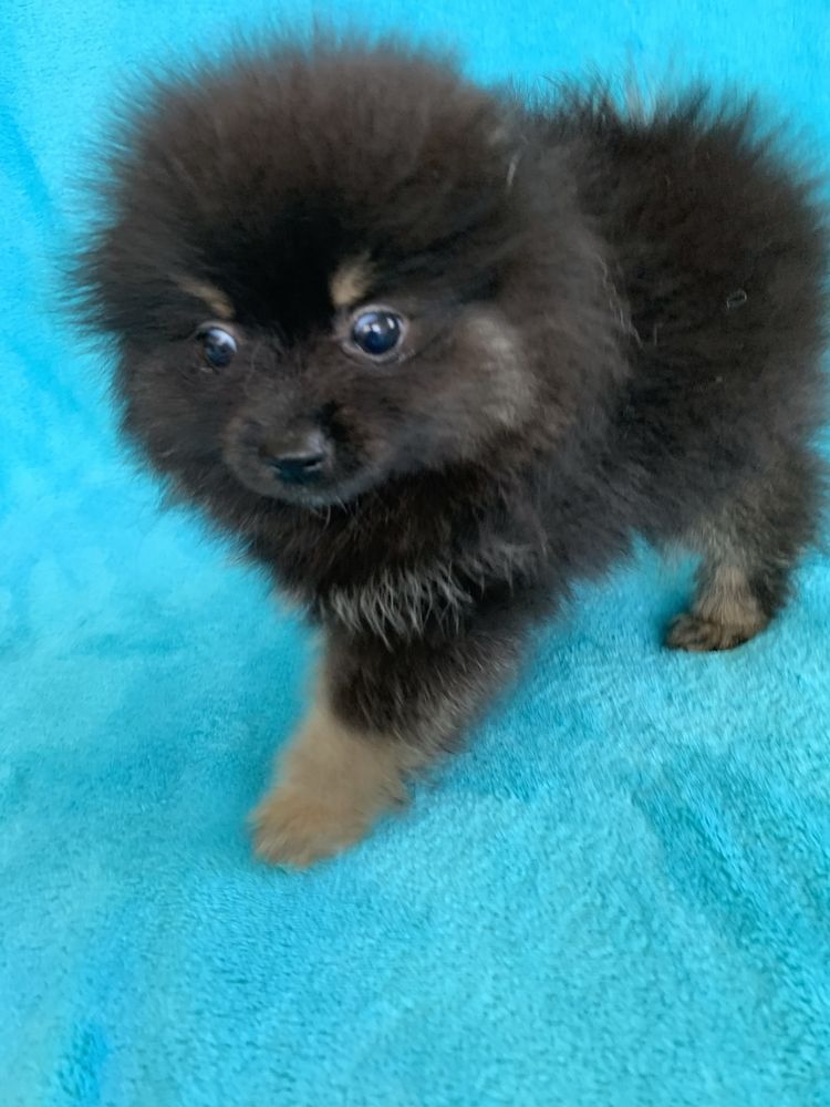 Spitz Alemão Anão