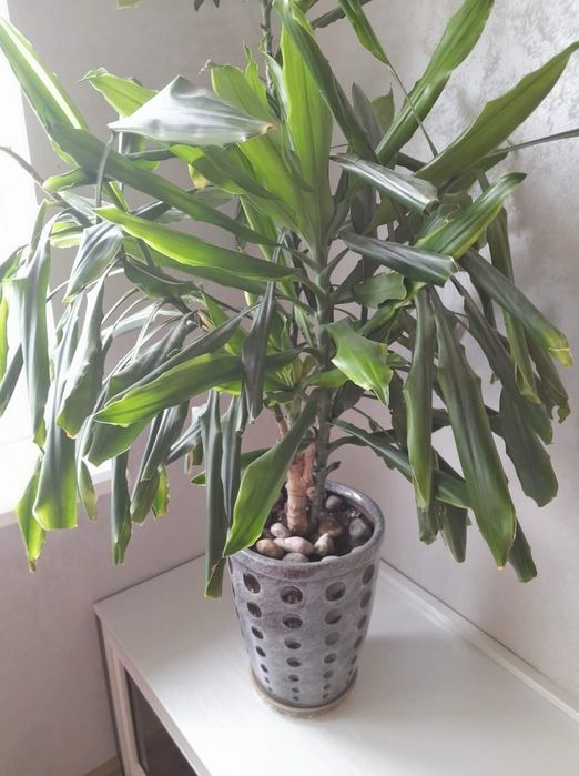 Вазон (Юка) великий