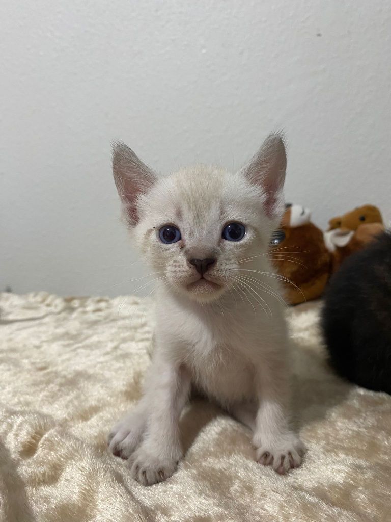 Gatinho para dar