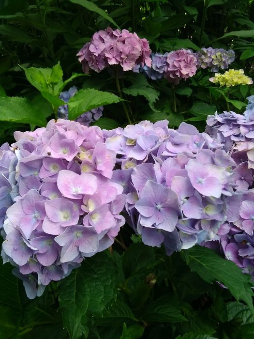 Продаю кусти гортензії