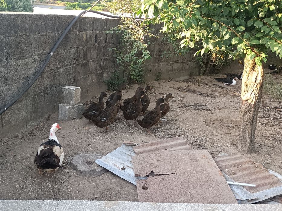 Patos reais - casal