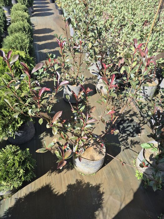 Евкаліпт, Скіммія японська Містік Марло, Фотинія, Кортадерія