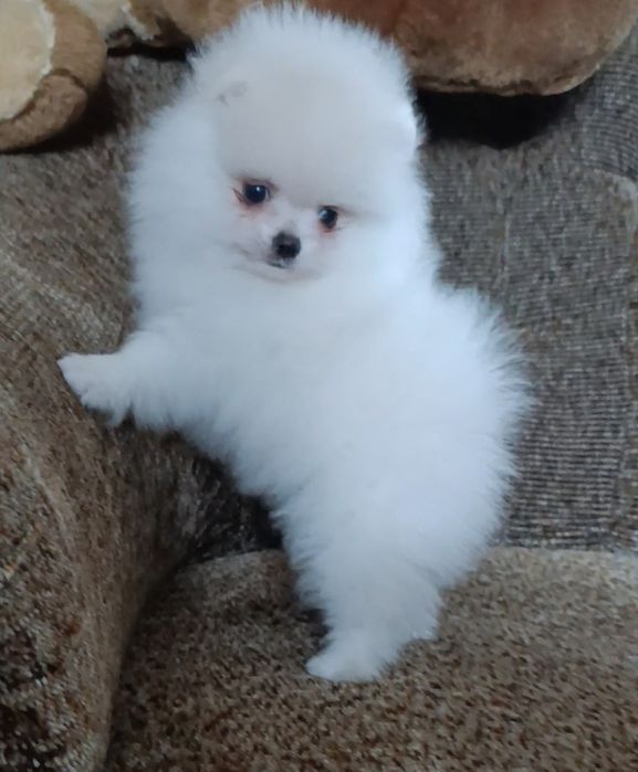 Хлопчик міні померанський