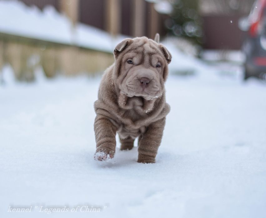 Цуценята Shar Pei