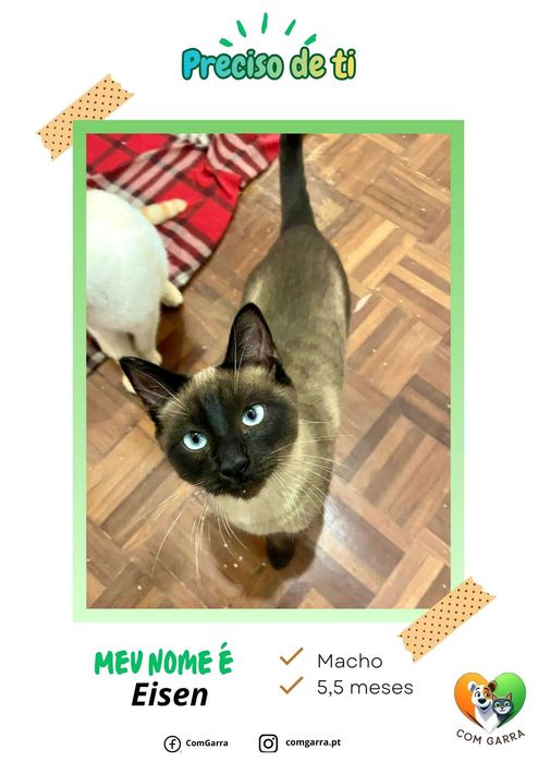 Gatinho siamês procura família - Einse