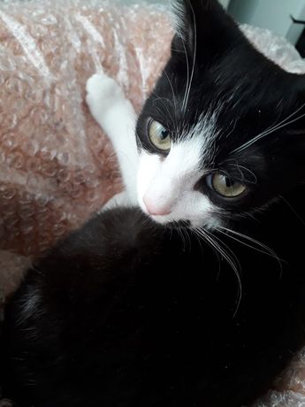 Котенок мальчик черно-белый 3,5 месяца