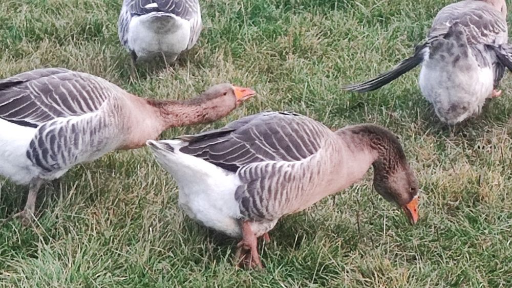 Kaczki czekoladowe i Gęsi Landes