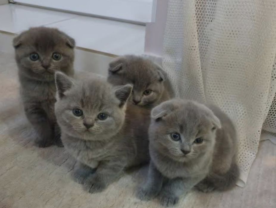 Котята в любимци порода шотландская прямоухая и вислоухая