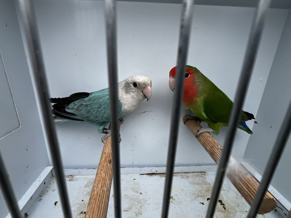 Casal de agapornis roseicollis longfeather
