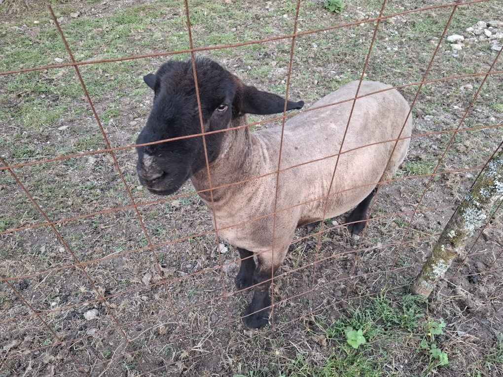 Suffolk Macho (Puro)