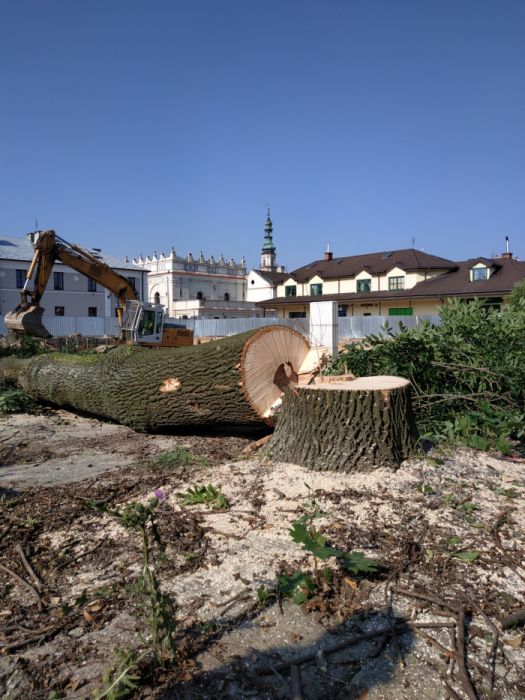 WYCINKA / Pielęgnacja Drzew TRUDNYCH metodą Alpinistyczną ( zwyżka )