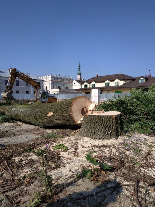 WYCINKA/Pielęgnacja Drzew TRUDNYCH metodą Alpinistyczną ( zwyżka )