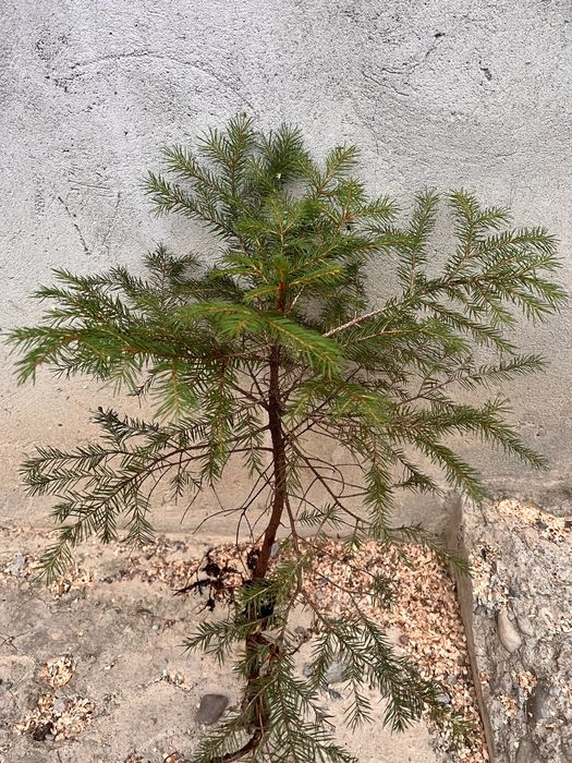 Саджанці ялини європейської (смерека)