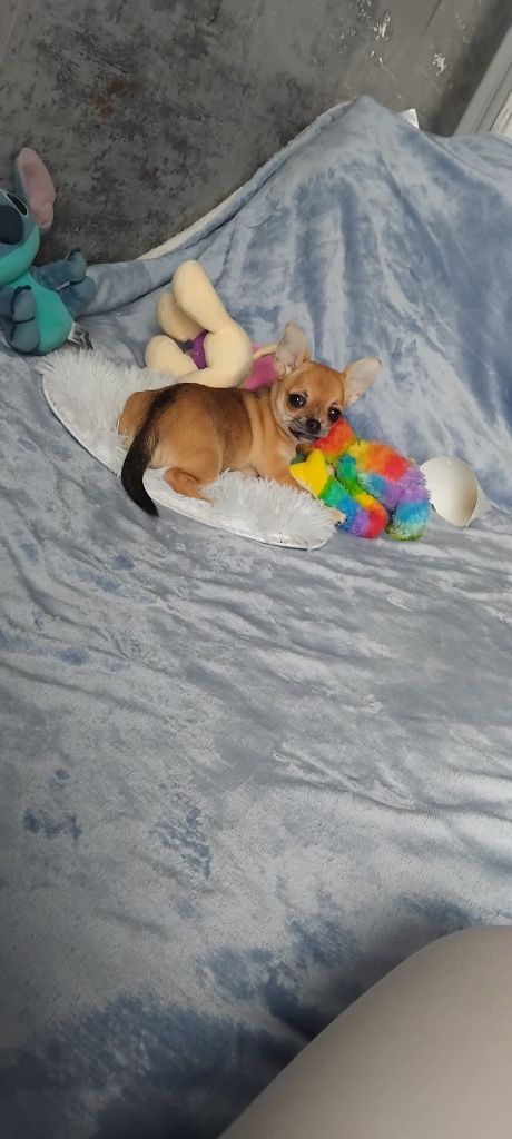 Chihuahua suczka