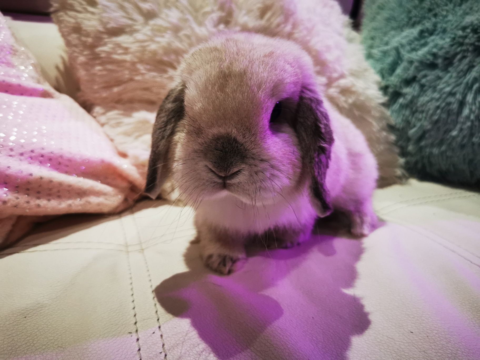 Królik miniaturka mini lop