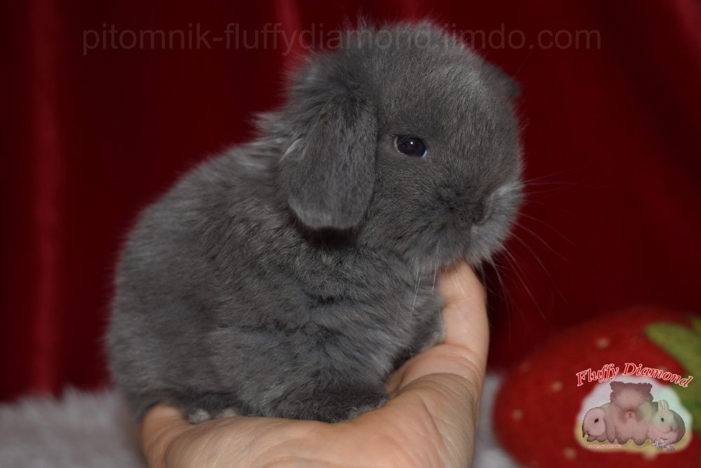 Карликові кролики. Великий вибір! Привиті кроленята з розплідника