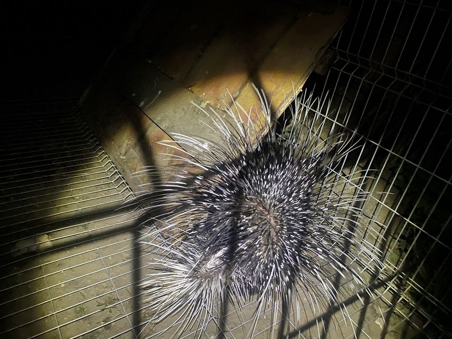 Jeżozwierz jeżozwierze mini zoo, para i samice