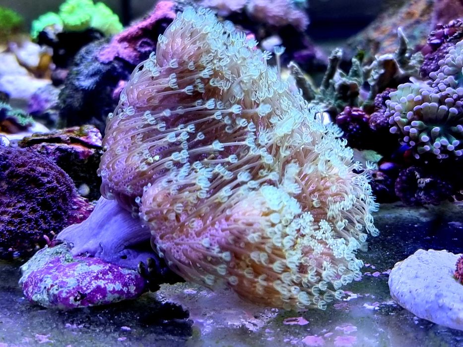 Sarcophyton Koralowce, Morskie