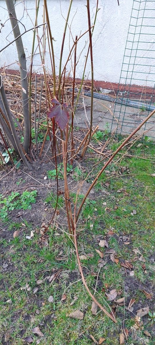 sadzonki maliny czerwonej sadzonka krzak maliny malina  duże owoce