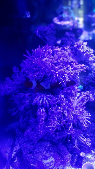 Aquael Leddy Slim DUO 10W - nowa