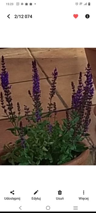 Szałwia omszona sadzonka