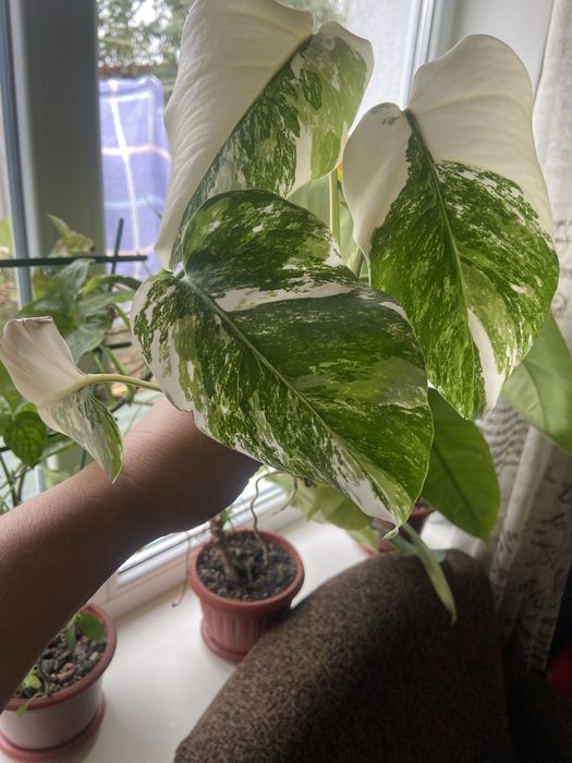 Монстера Альба, укорінені та на зріз