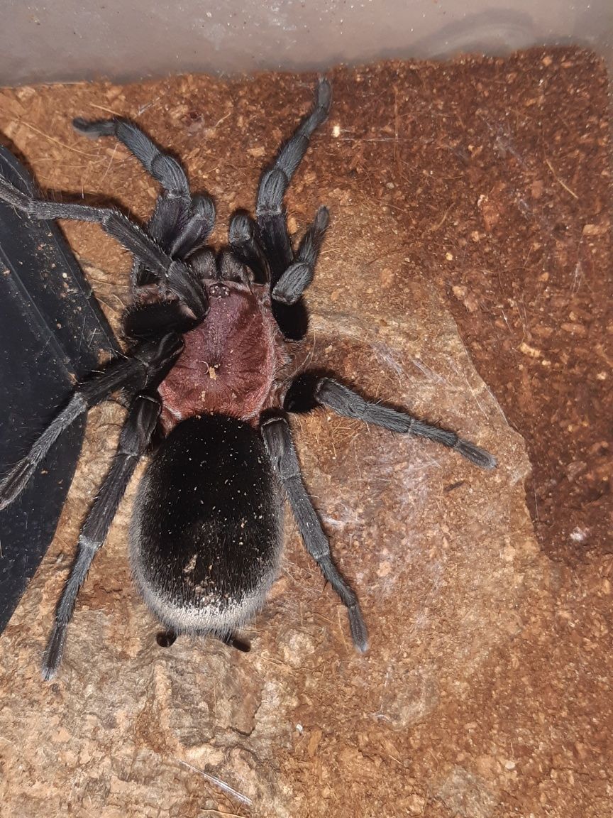 Bumba horrida samica