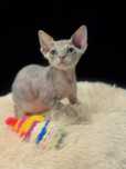Ganesha przepiękna kotka devon rex PZF