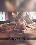 Sfinks Doński/Don Sphynx, CHIP - piękny kocurek bikolor, miot C.