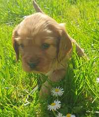 Szczeniak Cocer Spaniel