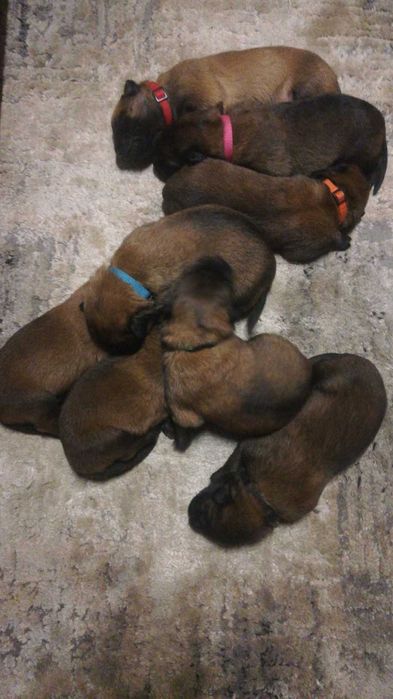 owczarek belgijski -malinois fci