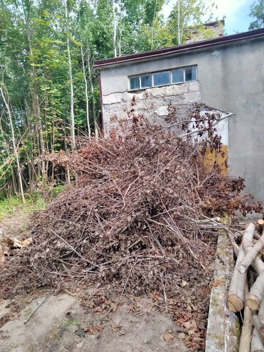 Gałęzie, duża ilość