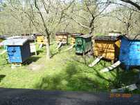 Rodziny pszczele - sprzedam.