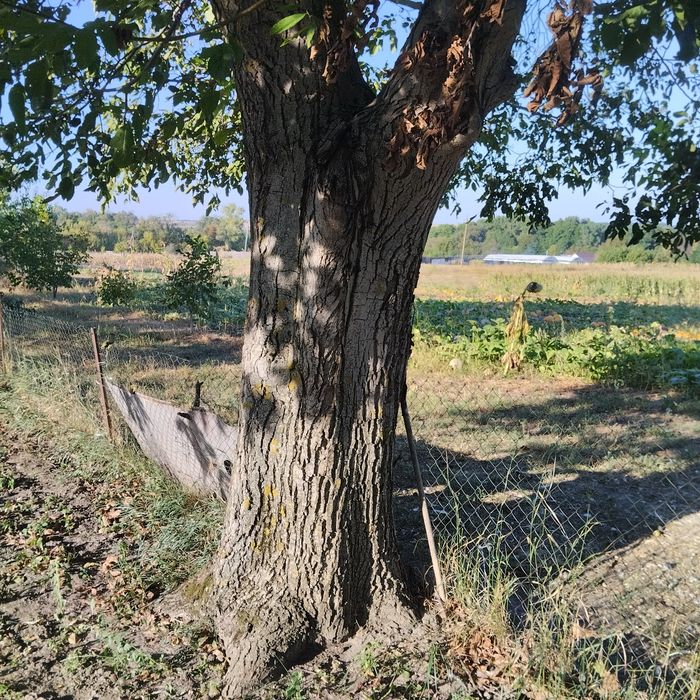 Продам горіх під спил радіус 240см ,самовивіз