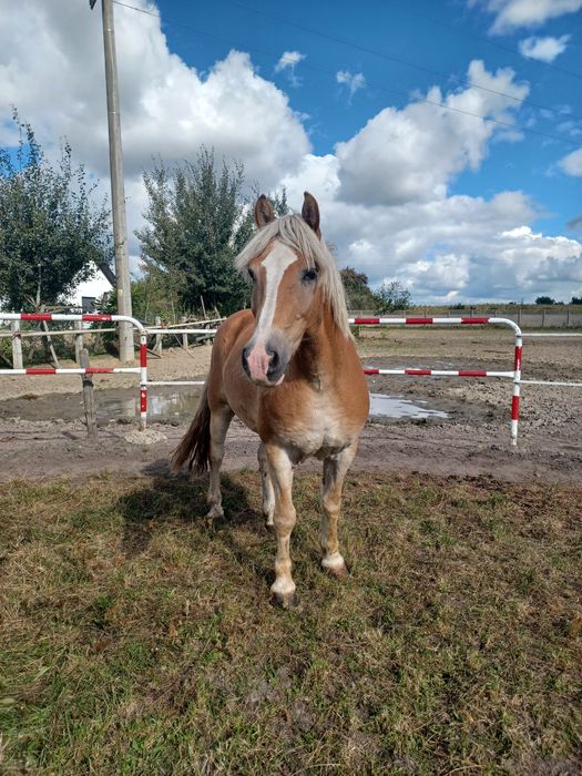 Haflinger wałach 11 lat siodło zaprzeg