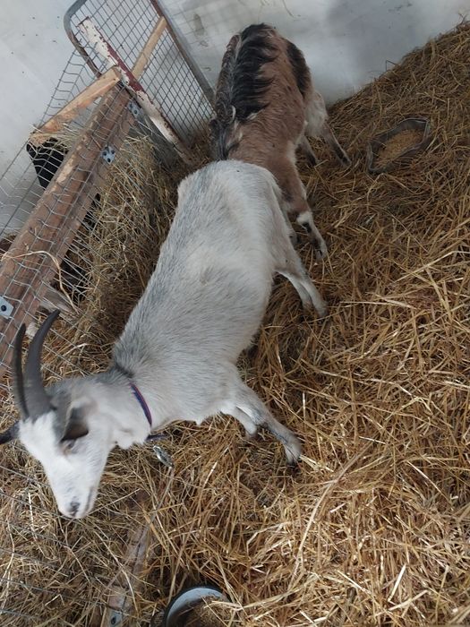 Sprzedam   zakocone kozy