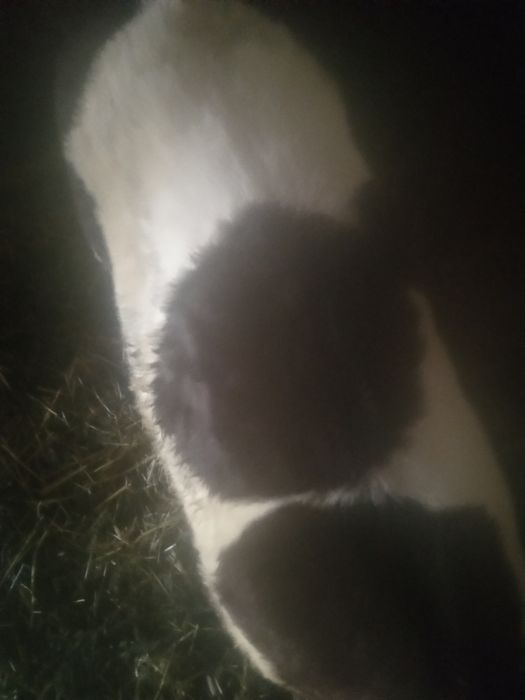 Cielęta jałówka własnego chowu